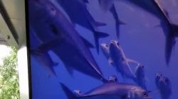 PTC285 4K@60>HE70C TX>Cat6 40>HE70C RX>VW9316/7842/8842>จอ 4K@30 ภาพออก